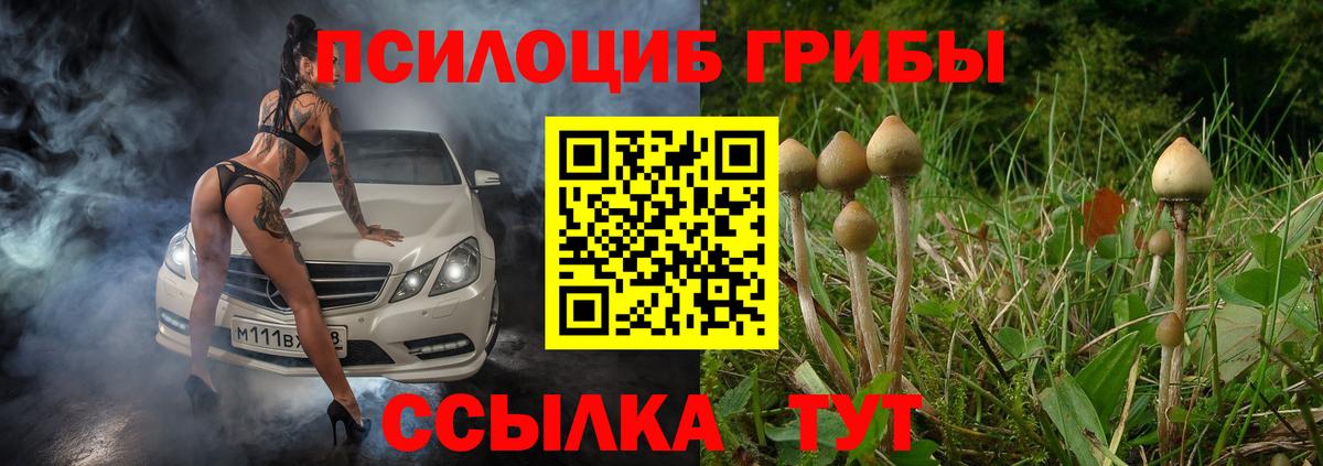 Галлюциногенные грибы Psilocybe Реутов